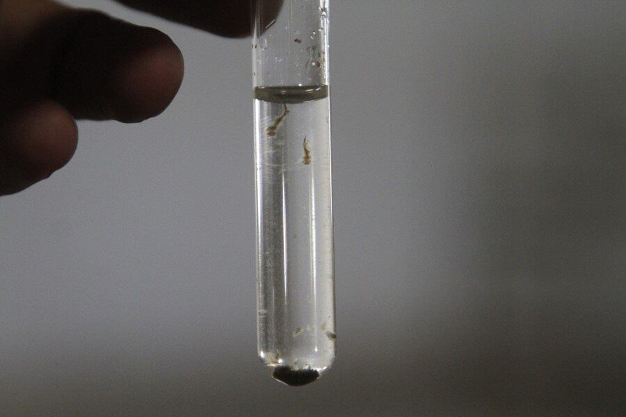 Mosquito Aedes é transmissor de três doenças no Brasil