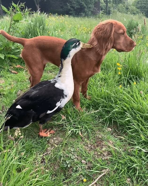 Dennis foi resgatado no começo do ano, junto com outro pato chamado Dorothy. Agora, a família tem quatro patos, quatro galinhas e um galo, além da cachorrinha Fern