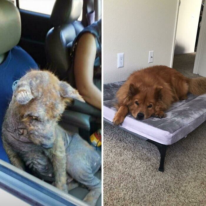 Este cãozinho estava sofreno com uma sarna severa, mas depois de ser resgatado e ter ganhado um novo lar, sua aparência mudou completamente, não restando nenhum sinal do seu passado de sofrimento 