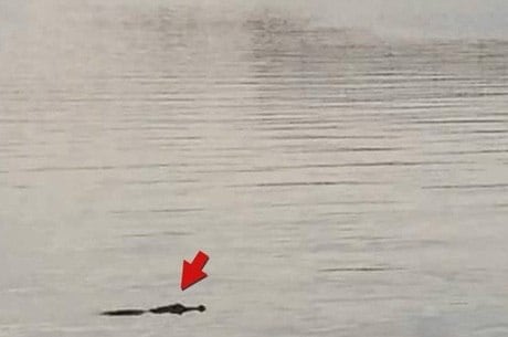 Jacaré foi filmado há um mês e não havia placas informativas