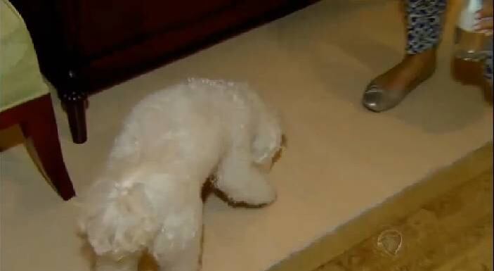  As refeições de Lady Bela são balanceadas e a água é mineral