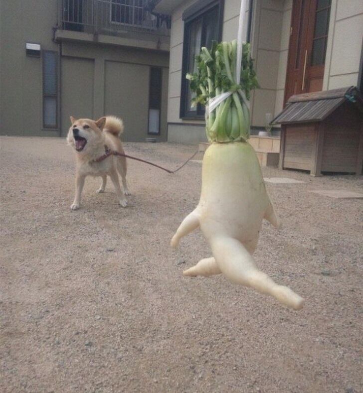 Alguns vegetais parecem ser humanos ou bizarros demais para serem comidos. Frutas e legumes podem até trazer inúmeros benefícios à saúde, mas correr atrás de um rabanete já é demais!