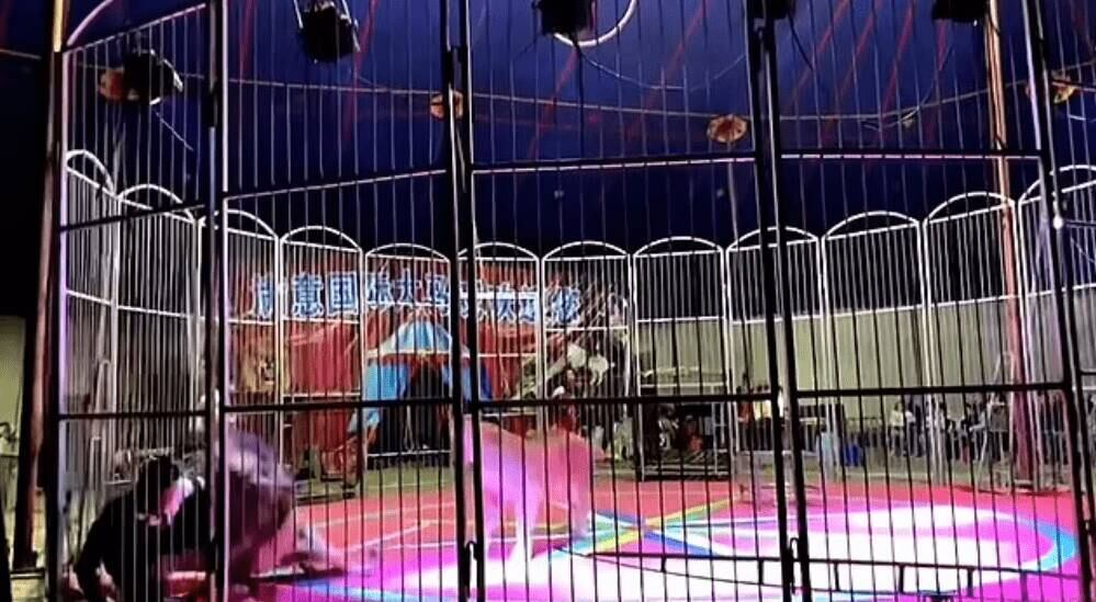 Leão atacou domador
