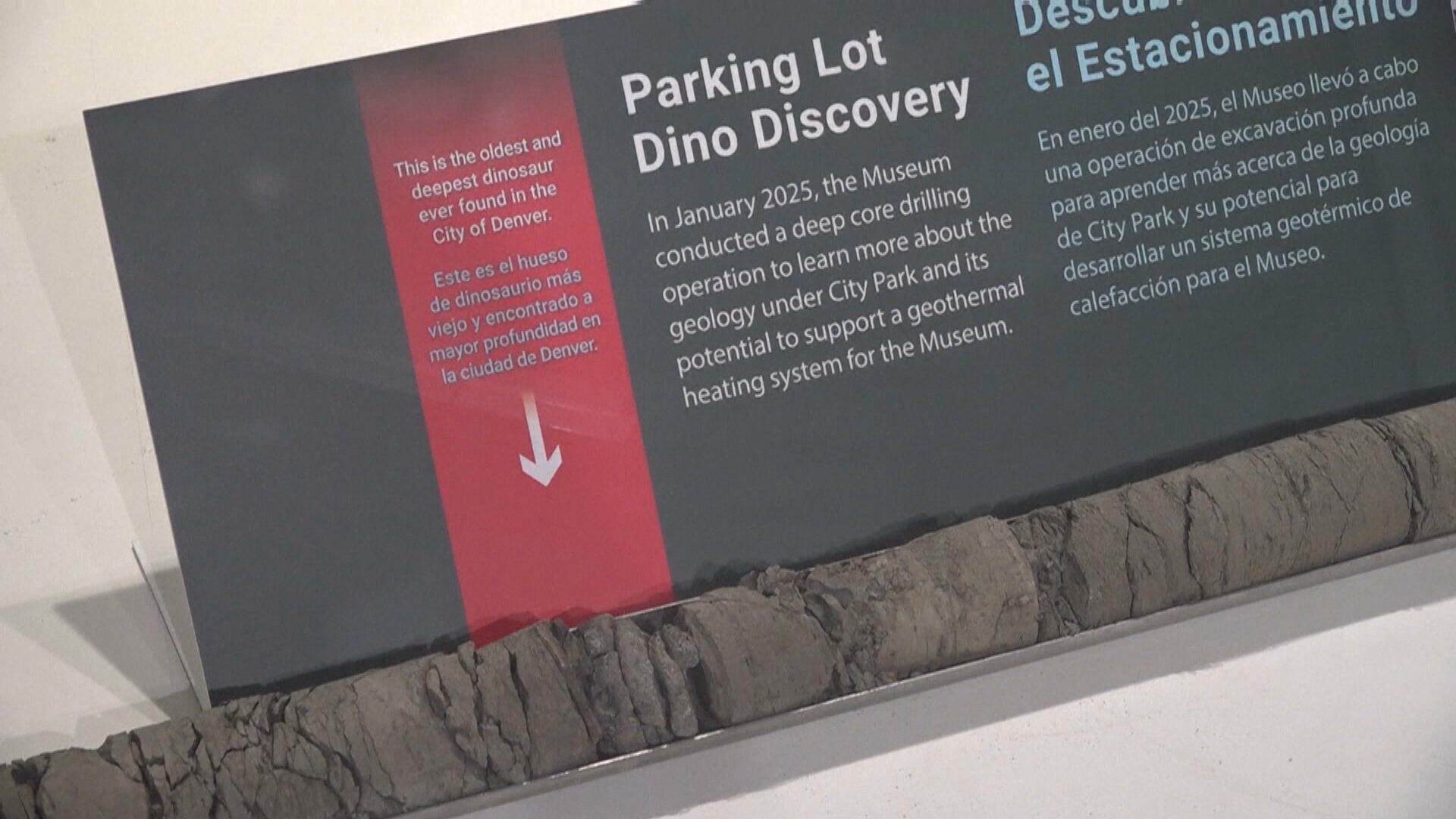 Museu nos Estados Unidos descobre fóssil de dinossauro durante obra em estacionamento