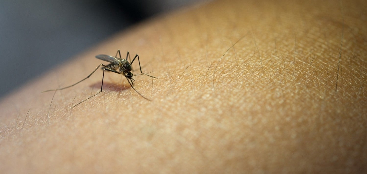 Dengue e zika, causadas pelo Aedes aegypti, estão entre doenças negligenciadas