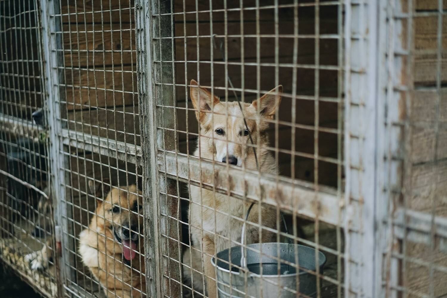 Milhões de animais saudáveis morreram em todo o mundo na época da carrocinha