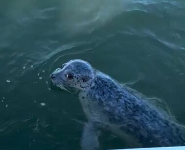 Após cerca de vinte minutos, as orcas desistiram da perseguição