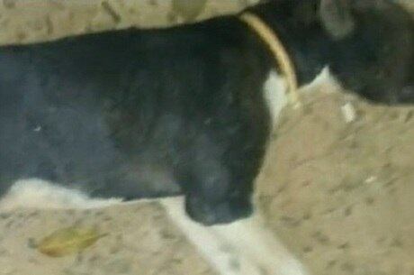 Cadela tinha seis meses