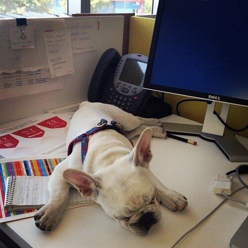 Come tanto que, depois do almoço, só pensa em dormir...