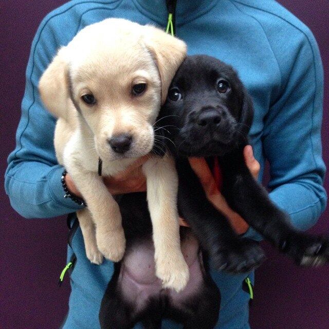Os cachorros são os principais xodós da vida de Kane