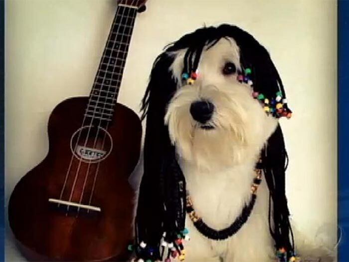 Para tudo! Até de rastafári
Oliver já fotografou



+ Veja a galeria completa do
cachorro Oliver