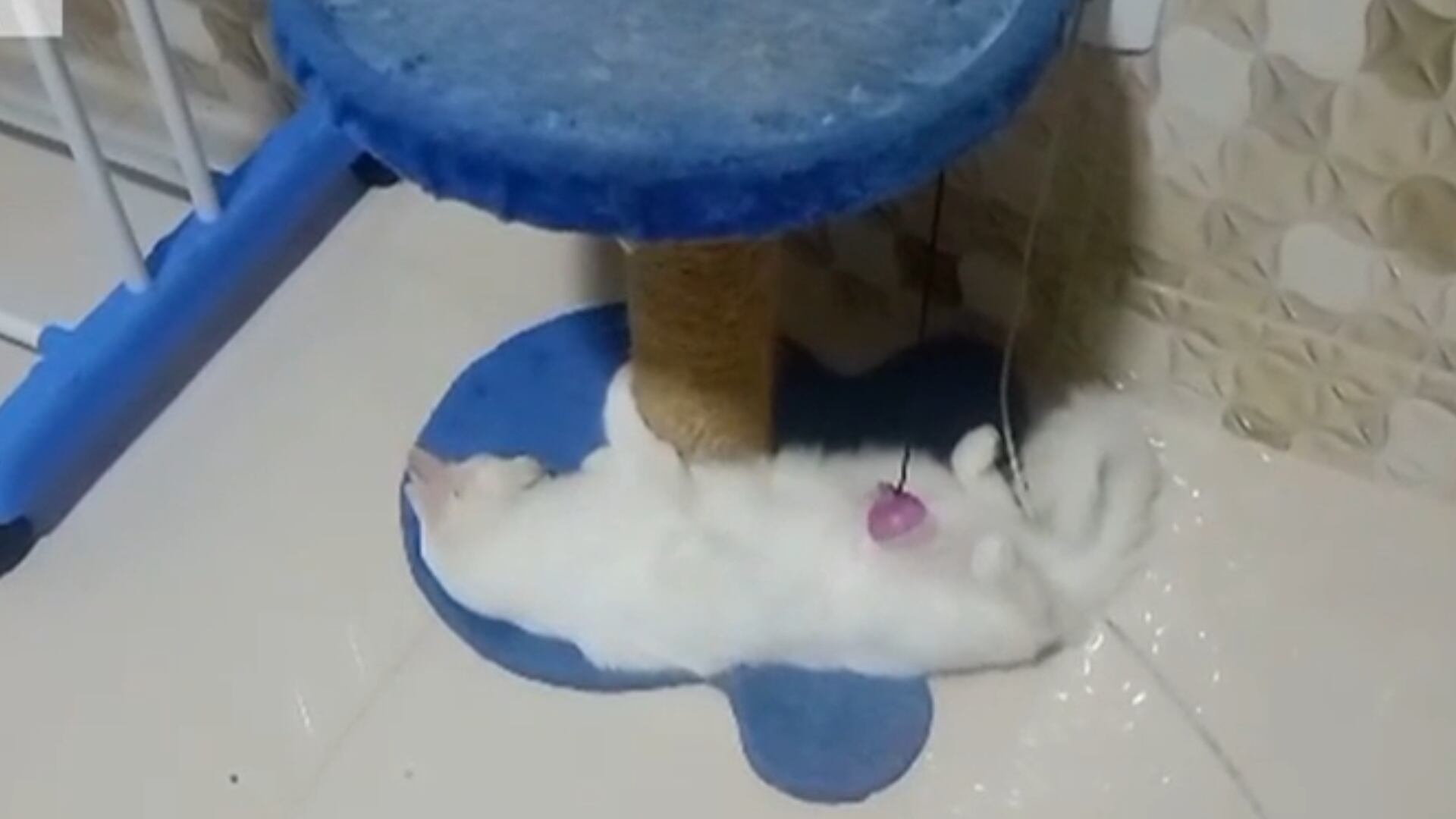 Gatinha se rende à preguiça e diverte ao fazer o mínimo esforço para brincar