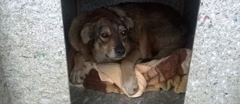 Animais de rua podem passar a noite em uma casinha para não sentir frio durante a noite fria de Santa Catarina