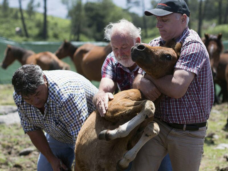 Depois de conseguir prende-lo, um dos camponeses corta parte da crina do animal e o marca