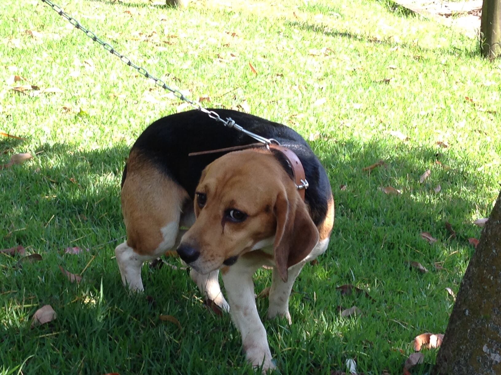 Três cães retirados do instituto foram localizados pela polícia