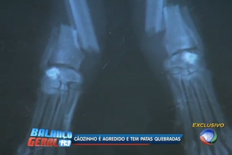 De acordo com Batista, o resultado do exame de raio X mostrou que o animal foi agredido com muita violência.
— As duas patas foram quebradas com muita força, violência e crueldade. Os ossos treparam um por cima do outro