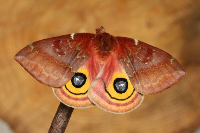 Espécie: Io Moth