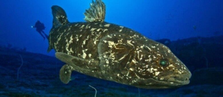 Os celacantos ainda possuem resquícios do que já foram pulmões há 410 milhões de anos