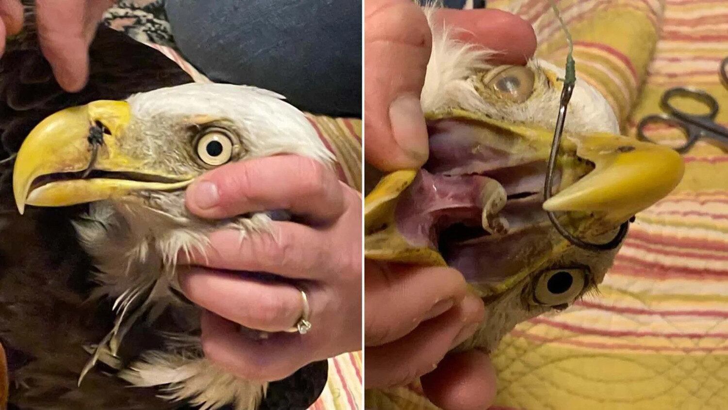 "Depois de uma verificação mais detalhada, os bombeiros perceberam que a águia estava abaixo do peso, um anzol de pesca estava em seu bico e uma linha de pesca foi enrolada em sua asa", dizia a postagem

Leia mais: Gatinho com doença congênita esbanja fofura e derrete internautas