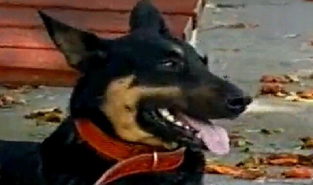 Animalzinho segui o jornalista até em casa e acabou adotado