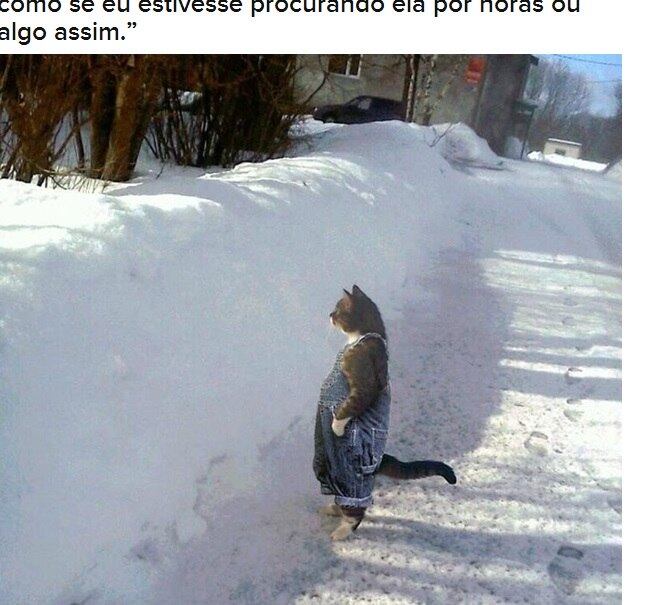 De roupinha, esse gato observa a paisagem gelada. Será que
ele está procurando algo?