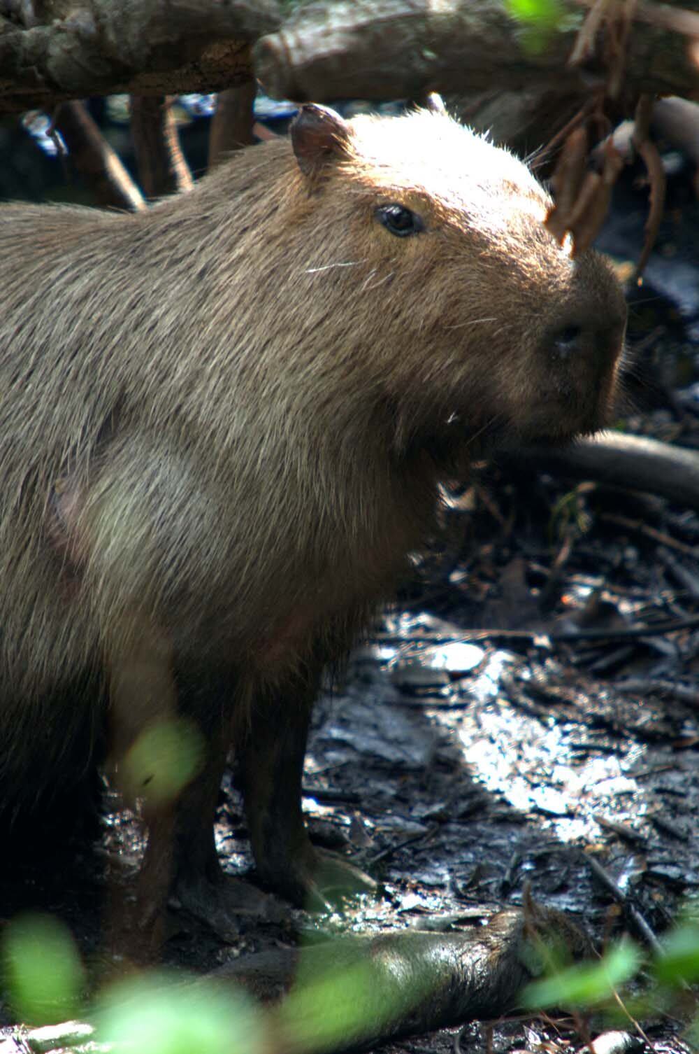 Quem frequenta a lagoa Rodrigo de Freitas está acostumado a encontrar capivaras às margens