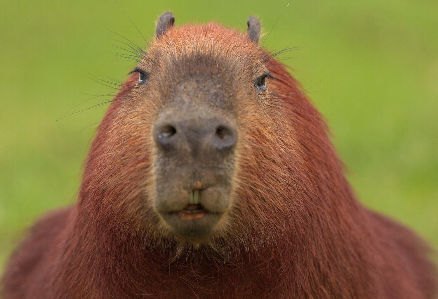 Sim, uma capivara! A Reuters selecionou uma delas para aparecer nas imagens da semana, provavelmente por causa de todo rebuliço causado pelo caso da capivara Filó. Mas essa acima foi fotografada em um parque de Curitiba