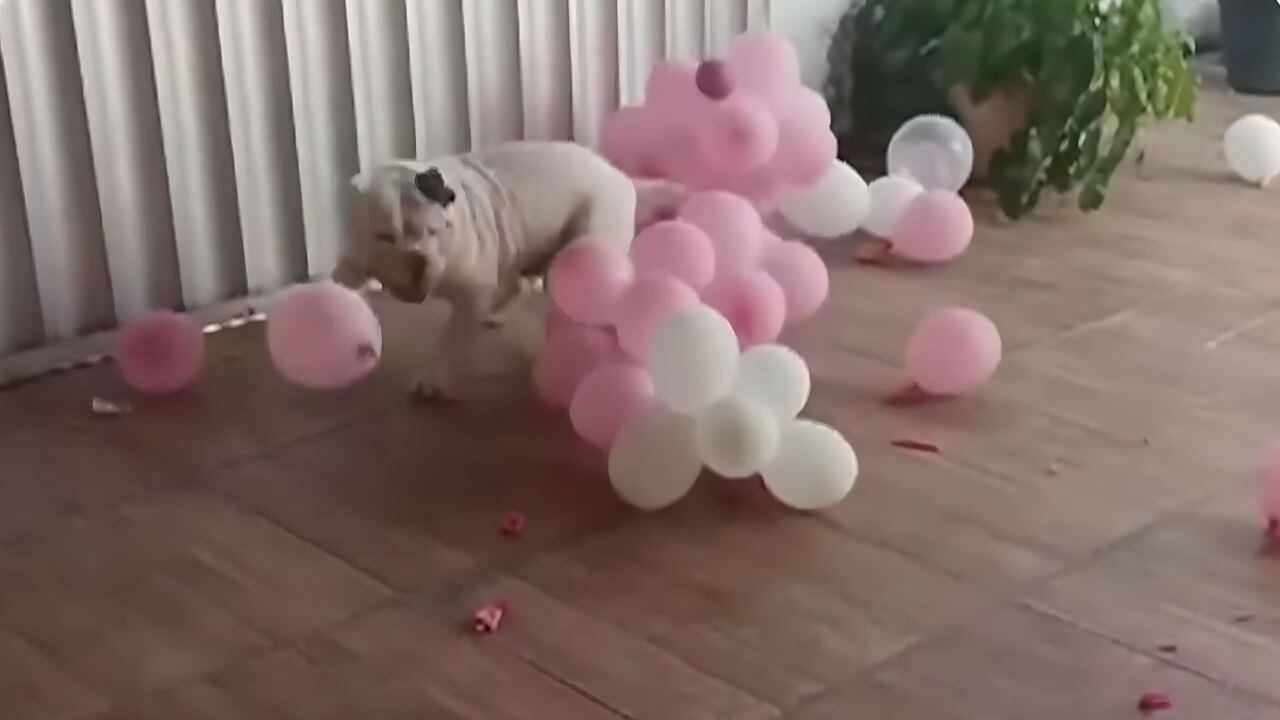 Diversão garantida! Cão se diverte estourando bexigas após festa de aniversário