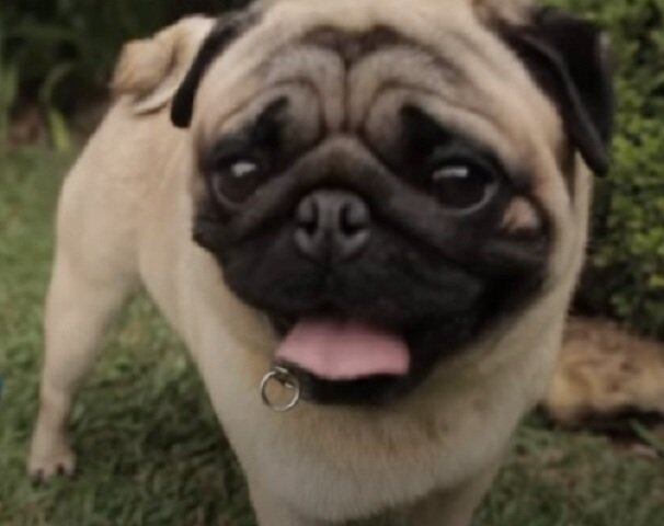 10. Pug - Longevidade: 13 anos (máximo)