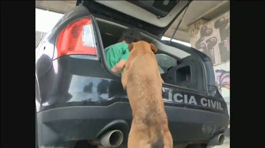 Não satisfeito, o bicho colocou as patas na viatura...
+ Assista ao vídeo