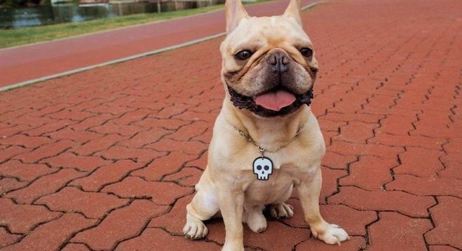 Limpeza também faz parte da rotina de cuidados com seu bichinho