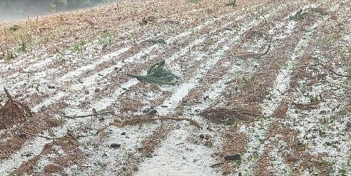 A Emater informou que a chuva durou cerca de 40 minutos e a área rural foi a mais afetada. Lavouras de café e tomate foram atingidas. De acordo com a empresa, um produtor perdeu quase toda a plantação. 

