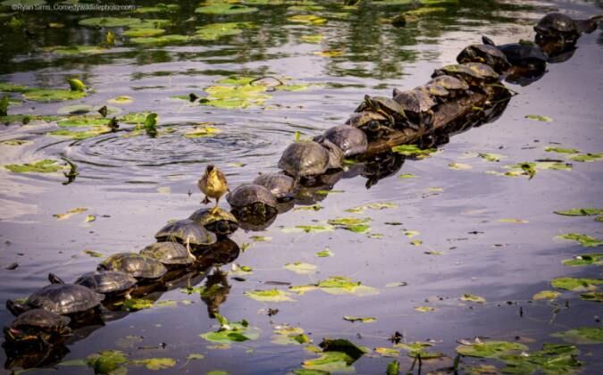 Uma ajuda é sempre boa! Esse patinho utilizou a ajuda de um grupo de tartarugas para atravessar esse lago