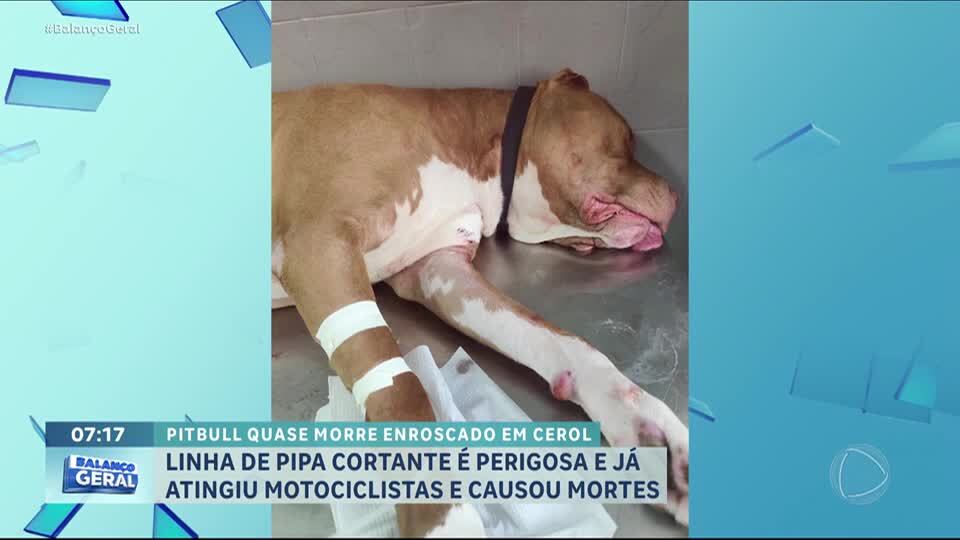 Pitbull quase morre após ficar enroscado em linha de pipa com cerol