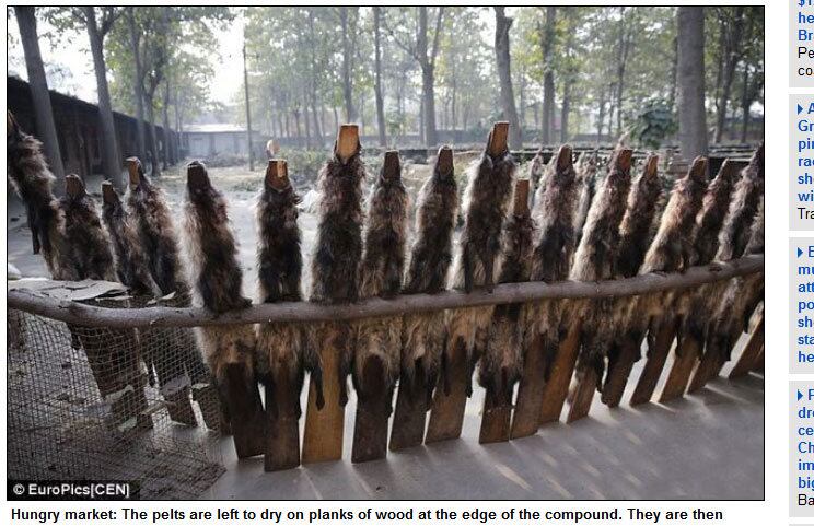 Todas as imagens são da fazenda Lanhu, na Província de Jilin, no nordeste da China, de acordo com informações do tabloide britânico Daily Mail.
On Kung, dono do local, disse que gasta cerca de R$ 110
(30 libras) para criar uma raposa durante nove meses antes do sacrifício. Ele recebe R$ 220 (60 libras) por cada animal morto.
A maior parte das fazendas tem em torno de 200 a 300 animais