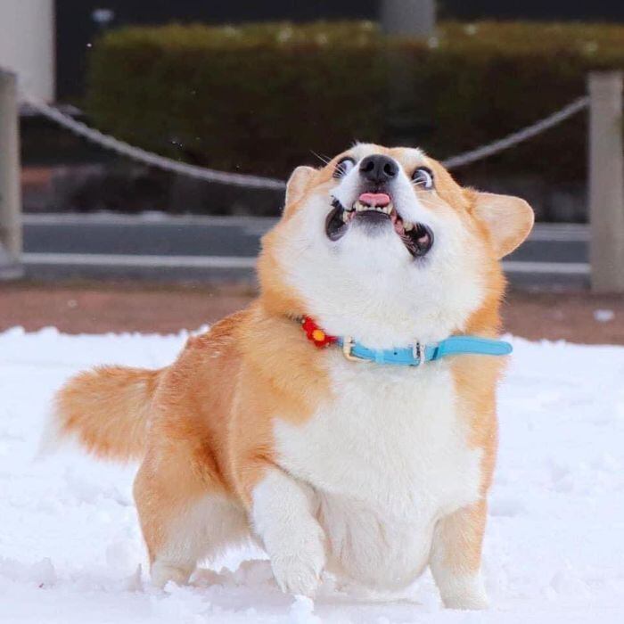 Apesar dos problemas, o tutor garante que Gen é um cão muito feliz. Veja, a seguir, mais fotos e encante-se
