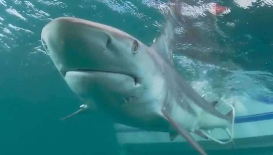 Tubarões migram Flórida EUA