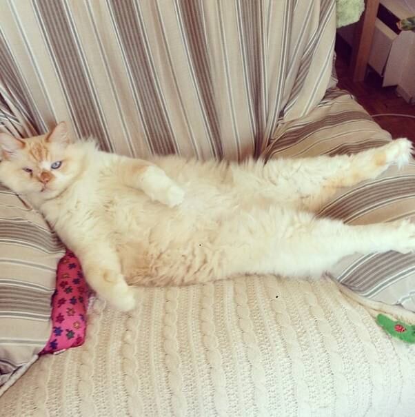 Para dar atenção à causa, que começou com a exclusão de ZombieCat
do @catsofinstagram, ela criou a tag #specialcatsofinstagram 