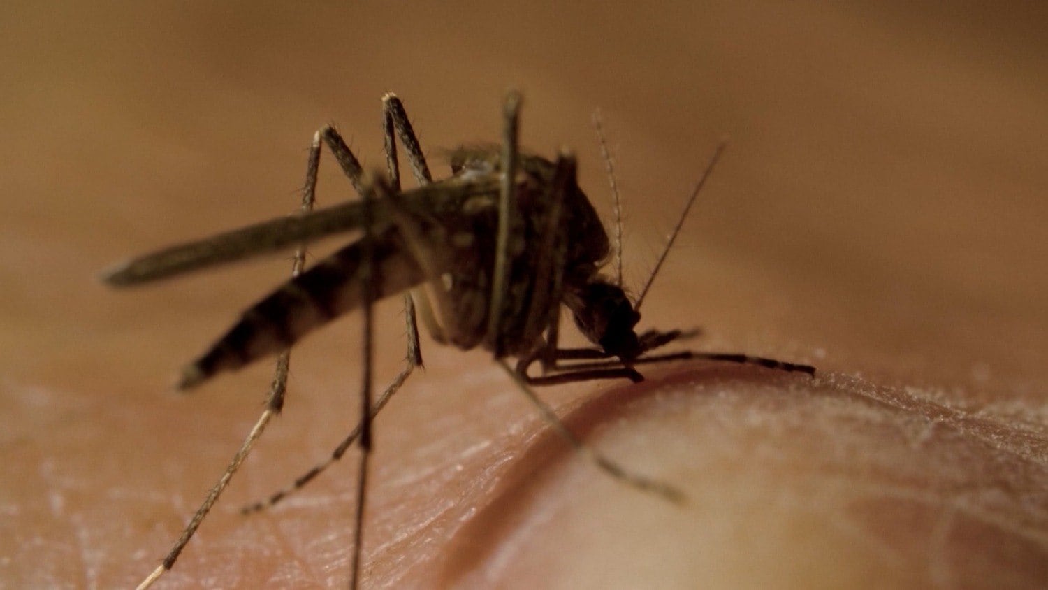 DF tem mais de 100 mil casos e 55 mortes por dengue
