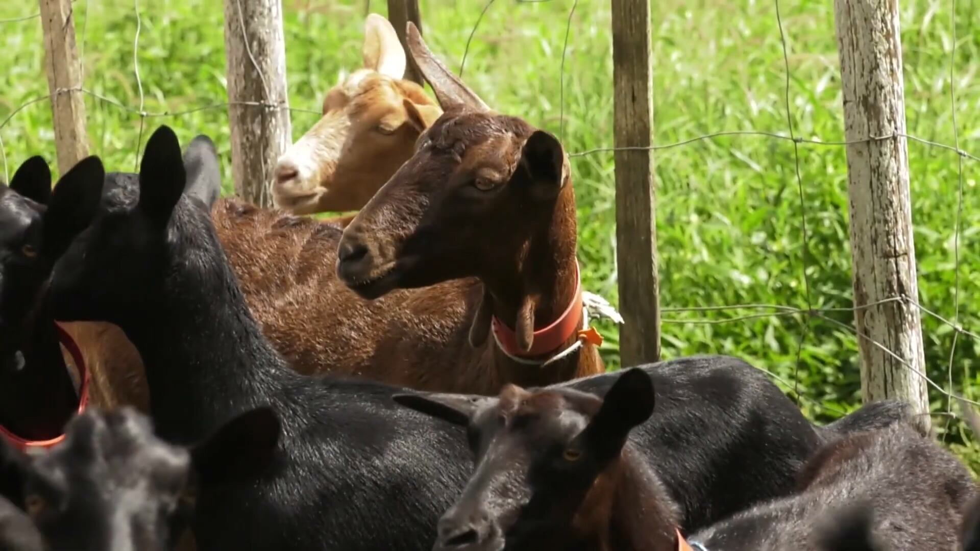 Cabra espanhola encontra no agreste pernambucano um habitat perfeito para prosperar