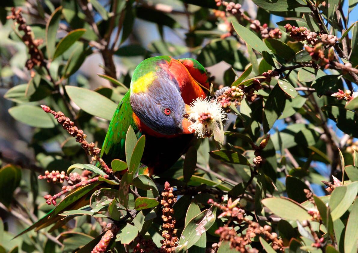 Trichoglossus moluccanus é um tipo de papagaio colorido encontrado na Austrália