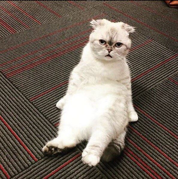 Tay Tay também tem mais tempo para Olivia, sua gata temperamental