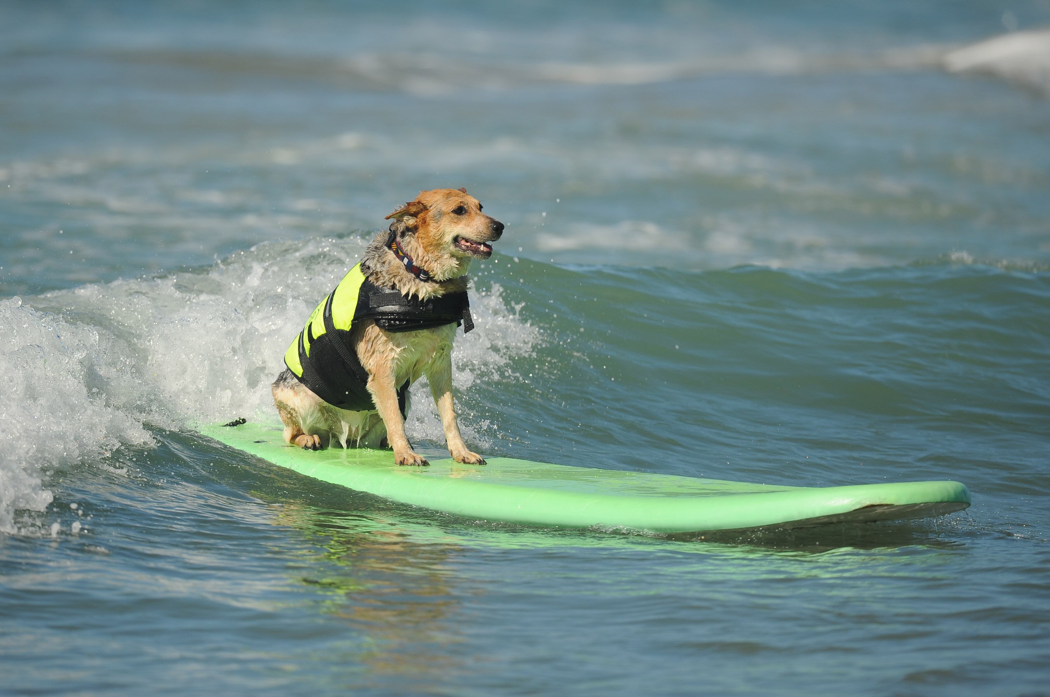 Campeonato de surfe entre cachorros agita praia na Califórnia, nos Estados Unidos