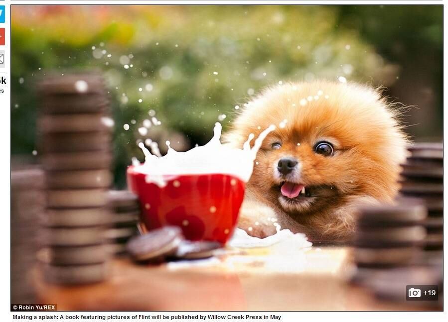 O cãozinho é um Lulu da Pomerânia ou Spitz Alemão. Sua origem é bastante antiga sendo até possível que ele descenda dos primeiros cães a serem domesticados pelos homens, na Idade da Pedra