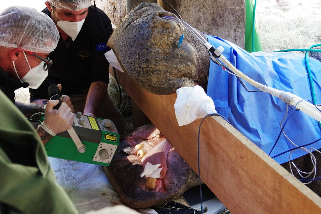Animal foi anestesiado e monitorado durante toda a operação