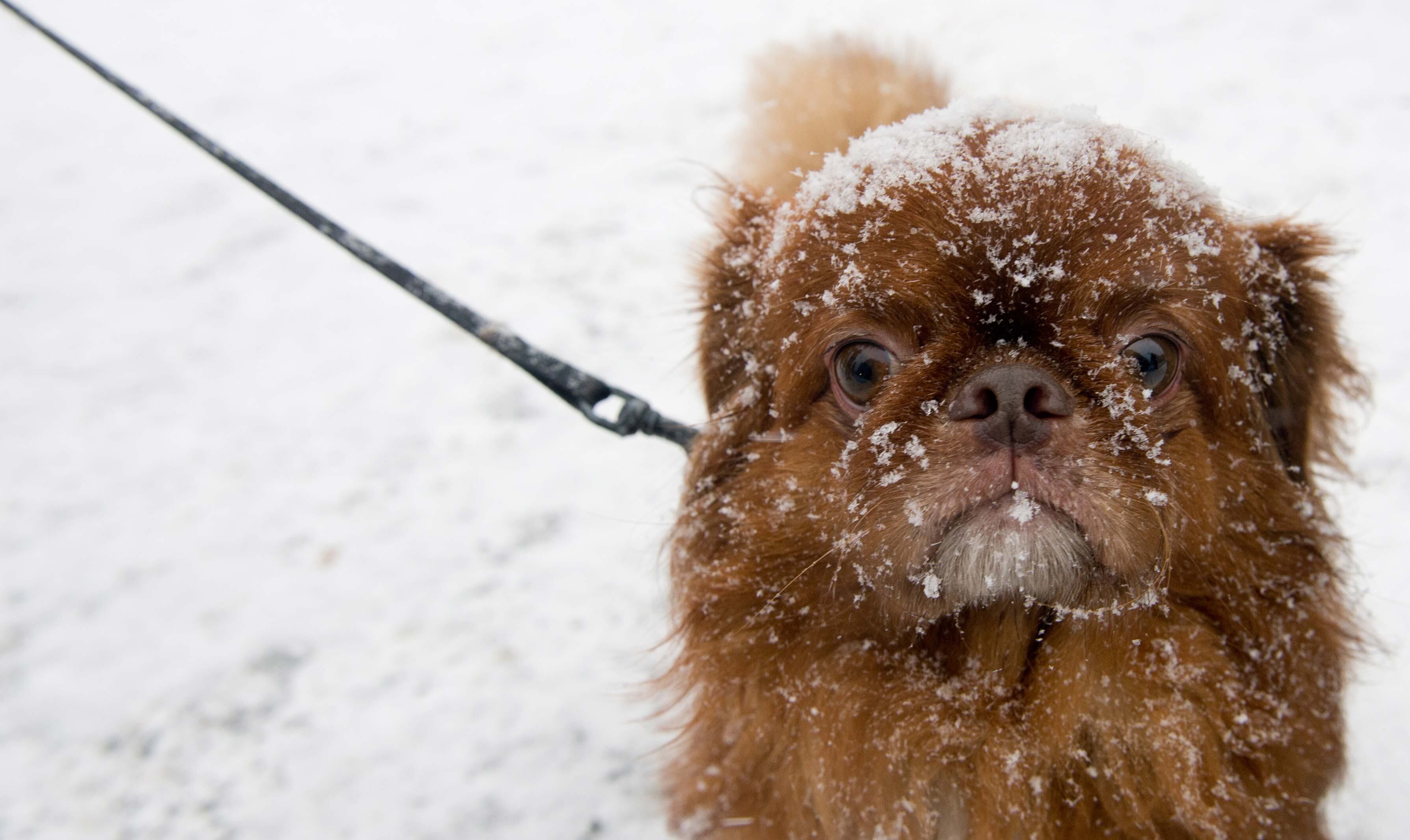 Cachorrinho coberto de neve em Berlim, na Alemanha